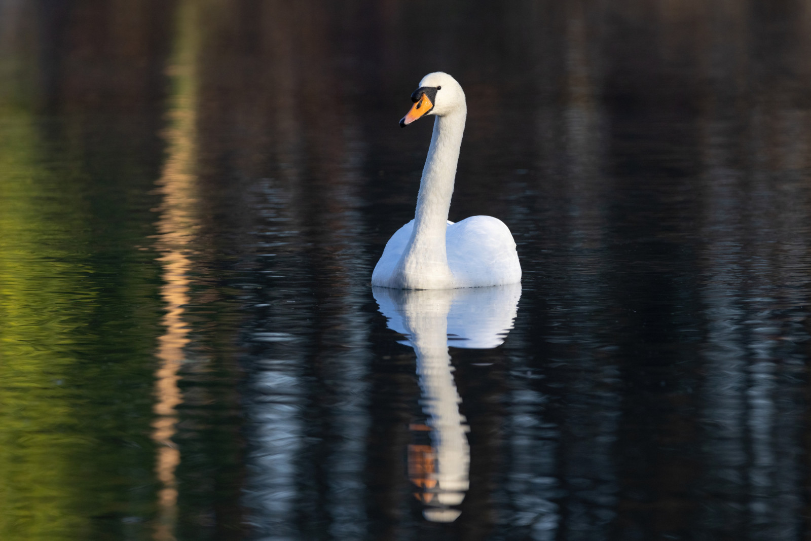 image Mute Swan